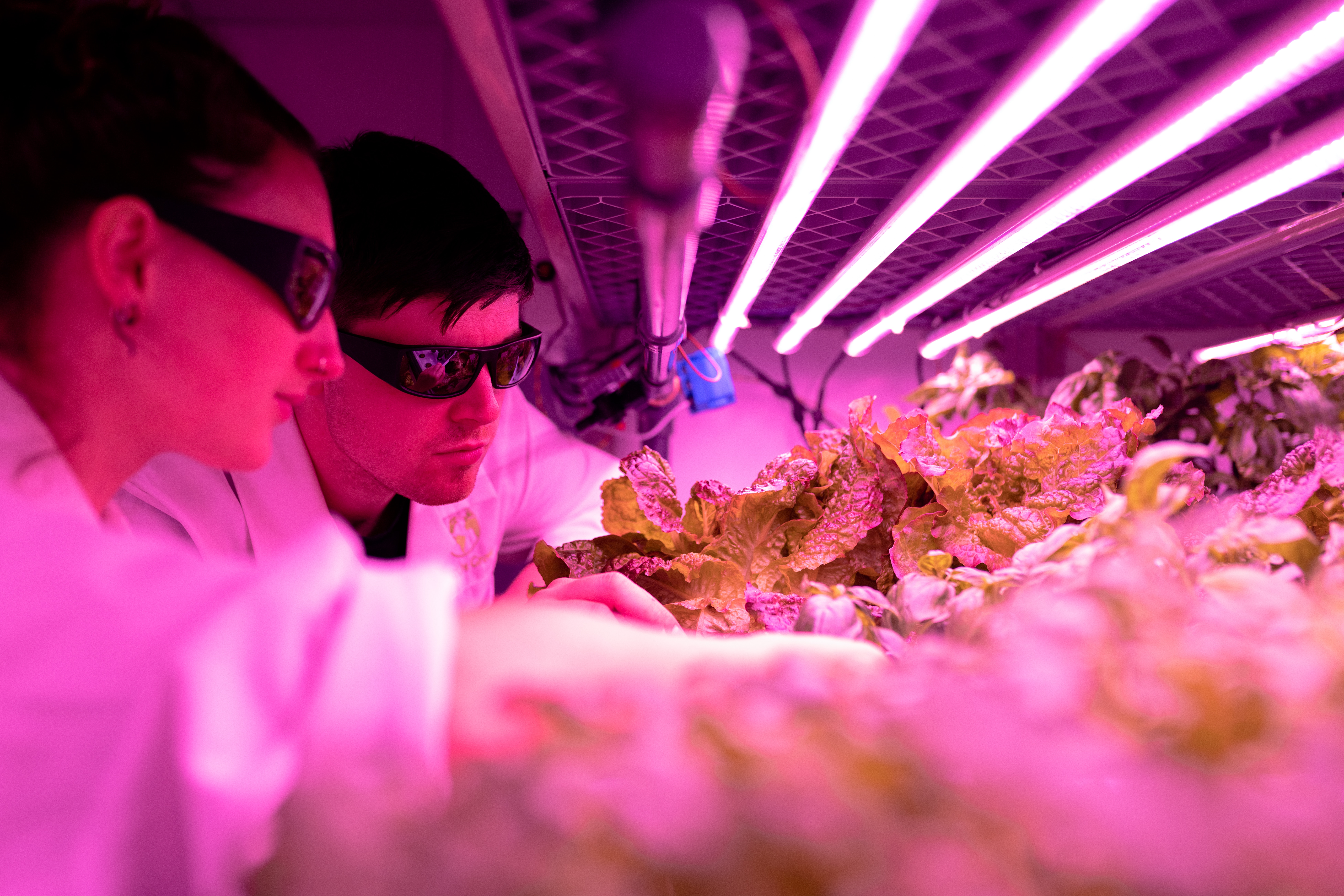 Creating a Vertical Garden with Automation and Interactive Statistic Interfaces